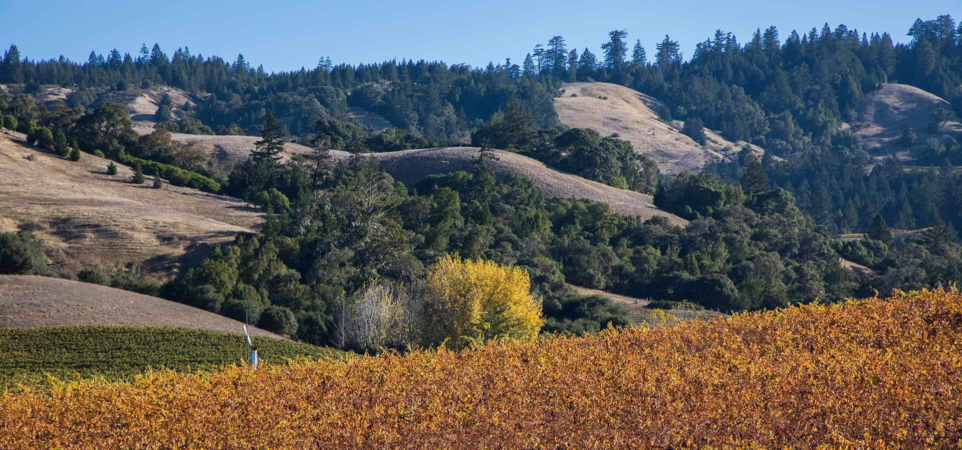 Anderson Valley Wine Country