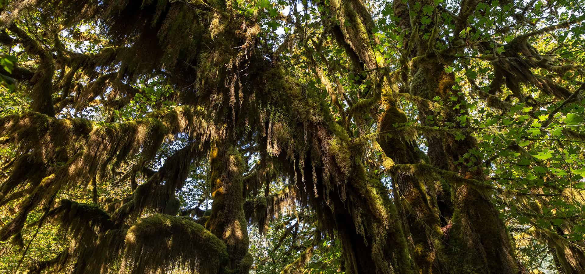 Hoh Rainforest - Washington