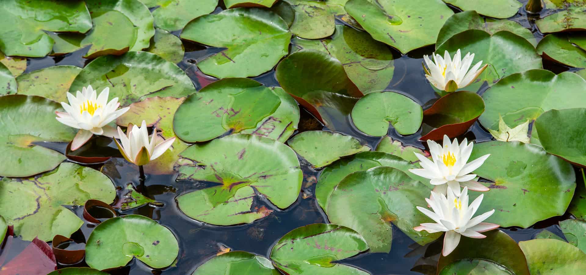 Lilly Pond